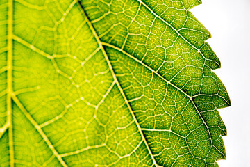 Fototapeta premium Close up of green leaf,leaf vein texture,background of green leaf,macro photo