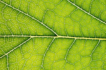 Close up of green leaf,leaf vein texture,background of green leaf,macro photo