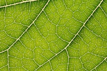 Close up of green leaf,leaf vein texture,background of green leaf,macro photo