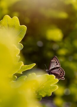 Motyl Osadnik Wielkooki na liściach dębu.