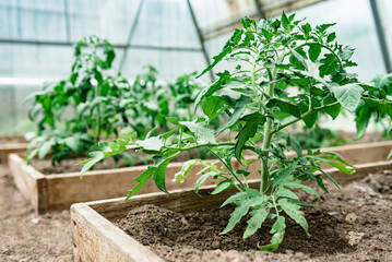Tomato plants growing in greenhouse.
