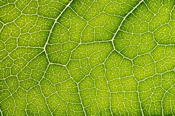 Close up of green leaf,leaf vein texture,background of green leaf,macro photo