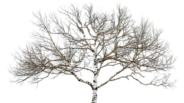 A white tree stands devoid of leaves in a barren landscape