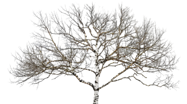 A white tree stands devoid of leaves in a barren landscape