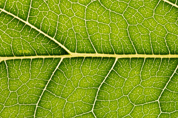 Close up of green leaf,leaf vein texture,background of green leaf,macro photo