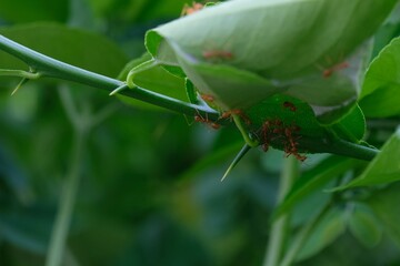 Group of red ants on leaf