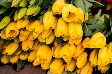 frische bunte Tulpen, Frühlingsboten,  werden auf dem Marktstand als Schnittblumen zum Verkauf...