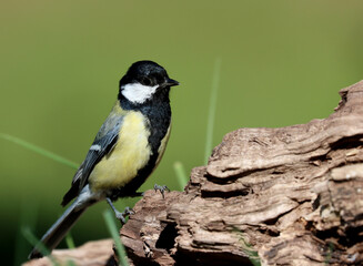 Great tit