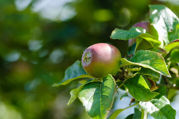Heranwachsender noch unreifer Apfel an einem Apfelbaum im Juni / Sommer - Nahaufnahme / Detail