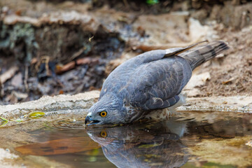 Shikra in pond