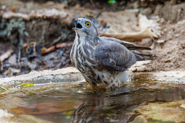 Shikra in pond