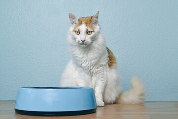 Hungry tabby cat near an empty bowl asks to be fed. Horizontal image with copy space.