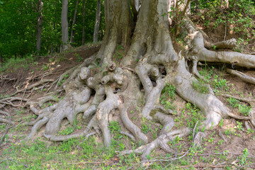 Extensive network of large tree roots spreading across the forest floor, showcasing nature's complexity and strength.