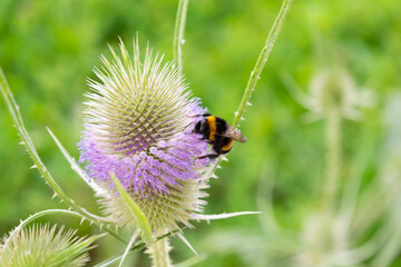 Macro Shot of a Bumblebee on a Purple Thistle Flower