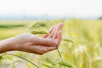 Woman's hand touching green young wheat plants in agricultural field.