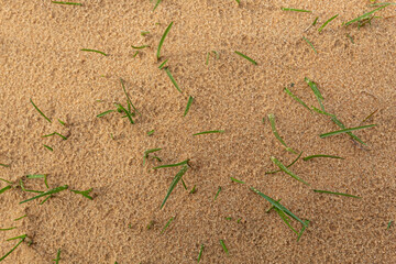 A thin green blade of grass breaks through the ground