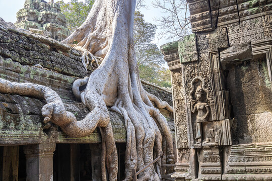 Low angle view of tree on temple ruins