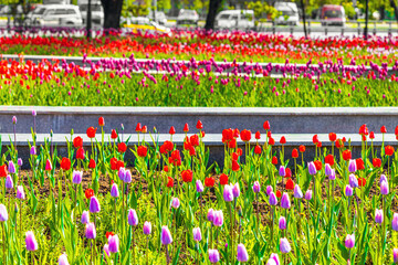 flowerbed with red tulips in the city.