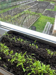 Young tomato sprouts have just emerged from the fertile soil, top to bottom.