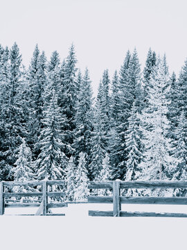 Pine trees covered in snow near fence