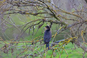 Cormorant pearched in a tree beside the River Wear, County Durham, England, UK.