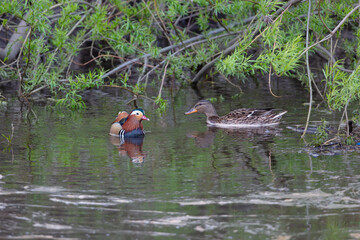 Male Mandarin duck and a Female Mallard duck, River Wear, County Durham, England
