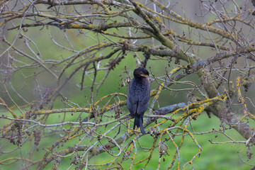 Cormorant pearched in a tree beside the River Wear, County Durham, England, UK.