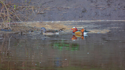 Male and Female Mandarin ducks swimming in the river Wear near Durham, County Durham, England UK.