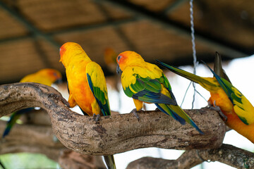 Group of yellow red macaw parrots bird perching on tree bark in open zoo