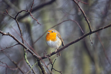 Robin perched in a tree on a winter day, County Durham, England, UK.