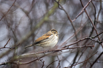 Reed Bunting perched in a tree on a winter day, County Durham, UK.