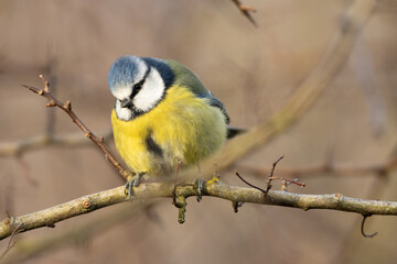Blue Tit perched on a twig on a sunny winter day. county Durham, England, UK.