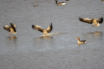 Greylag Geese landing on a lake, Hurworth Burn, County Durham, England, UK.