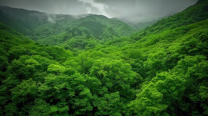 Lush green forest canopy with rolling hills and foggy mountains in the background under a cloudy sky.