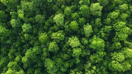 Aerial view of lush green forest canopy showcasing dense foliage in vibrant natural landscape, perfect for nature and conservation themes.