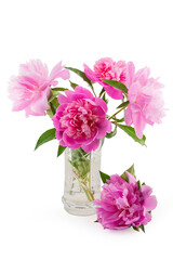 blooming pink peonies in a vase