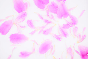 pink peony petals close up