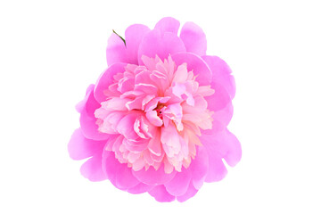 pink bud of blossoming peony