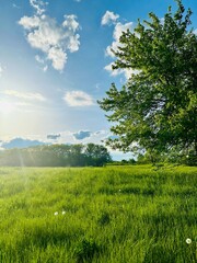 landscape with green grass and sky 