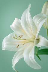 Close-up of a white lily flower in a modern ikebana style, with delicate petals and a soft mint green background. The composition emphasizes the lily's purity and contemporary elegance