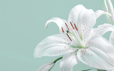 Close-up of a white lily in a minimalist ikebana style, with a gentle seafoam green backdrop. The image focuses on the lily's intricate petals and serene aesthetic, creating a calming visual