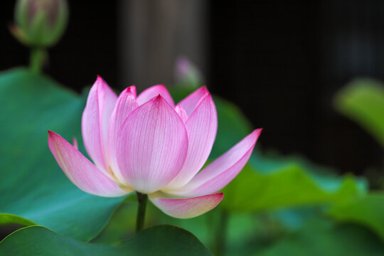 蓮の花園」の写真素材 | 205件の無料イラスト画像 | Adobe Stock