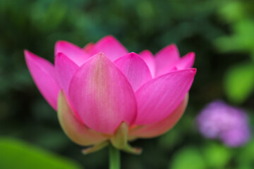 Fototapeta premium 法金剛院の境内に咲く蓮の花
