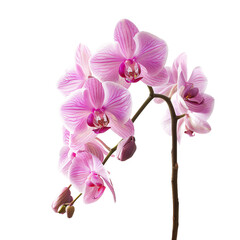 Obraz premium Orchid, transparent background, isolated image, generative AI
