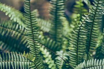 Nephrolepis fern close-up. Natural green fern background in sunlight with space to copy. High quality photo