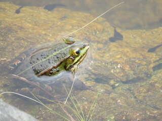 Frosch 