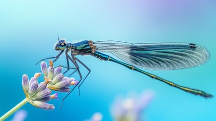 A high-definition close-up of a blue dragonfly resting on a sprig of lavender, with a uniform blue background that accentuates the vivid colors and delicate wings of the insect.