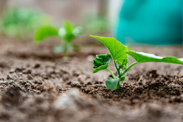 Growing cucumber seedlings in a greenhouse.