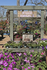 Greatwood, Texas, USA - March 5, 2023: Local plant nursery with colorful arrangement of flowers and plants