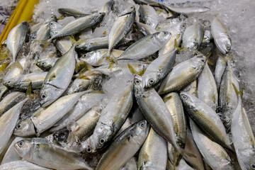 Fresh mackerel on the market stall